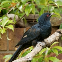 Eudynamys orientalis at Palmerston, ACT - 4 Jan 2024 09:51 AM