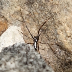 Zodariidae (family) at Vincentia, NSW - 1 Jan 2024 by RobG1