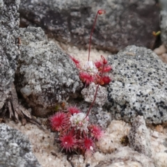 Drosera pygmaea (Tiny Sundew) at Vincentia, NSW - 1 Jan 2024 by RobG1