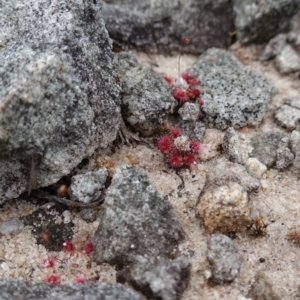 Drosera pygmaea at Jervis Bay National Park - 1 Jan 2024