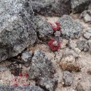Drosera pygmaea at Jervis Bay National Park - 1 Jan 2024 02:06 PM