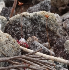 Drosera pygmaea at Jervis Bay National Park - 1 Jan 2024