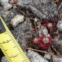 Drosera pygmaea at Jervis Bay National Park - 1 Jan 2024