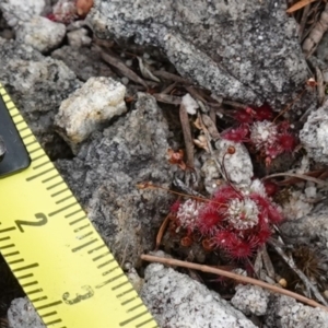 Drosera pygmaea at Jervis Bay National Park - 1 Jan 2024