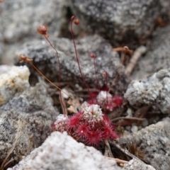 Drosera pygmaea at Jervis Bay National Park - 1 Jan 2024