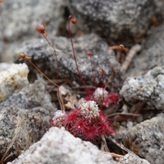 Drosera pygmaea at Jervis Bay National Park - 1 Jan 2024 02:06 PM