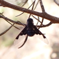 Anthrax dolabratus (Bee fly) at Aranda Bushland - 14 Dec 2023 by CathB