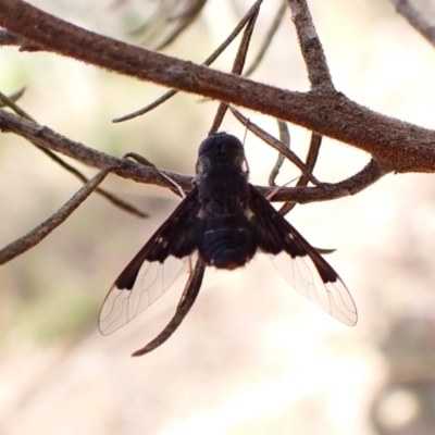 Anthrax dolabratus (Bee fly) at Aranda Bushland - 14 Dec 2023 by CathB