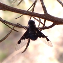 Anthrax dolabratus at Aranda Bushland - 14 Dec 2023 08:26 AM