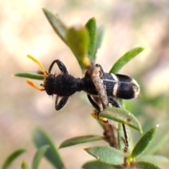 Lemidia accincta (Clerid beetle) at Cook, ACT - 13 Dec 2023 by CathB