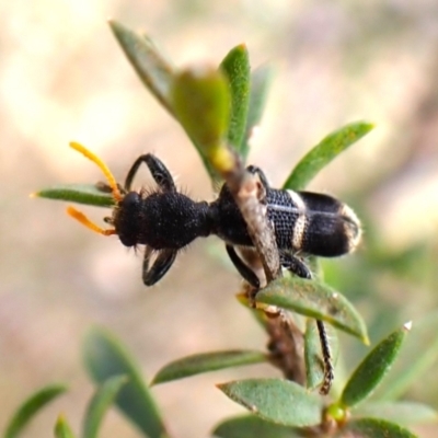 Lemidia accincta (Clerid beetle) at Cook, ACT - 13 Dec 2023 by CathB