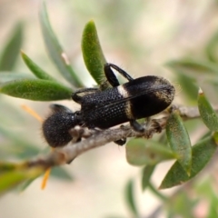 Lemidia accincta at Mount Painter - 14 Dec 2023 08:44 AM