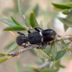 Lemidia accincta at Mount Painter - 14 Dec 2023 08:44 AM