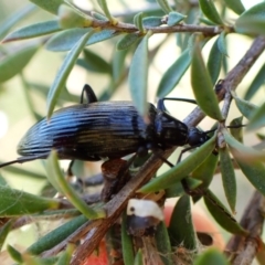 Tanychilus sp. (genus) (Comb-clawed beetle) at Mount Painter - 15 Dec 2023 by CathB