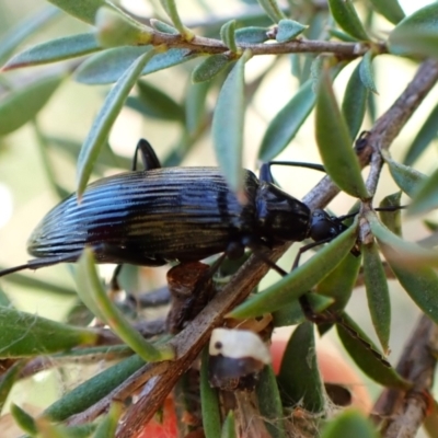 Tanychilus sp. (genus) (Comb-clawed beetle) at Cook, ACT - 14 Dec 2023 by CathB