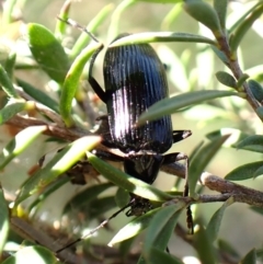 Tanychilus sp. (genus) at Mount Painter - 15 Dec 2023