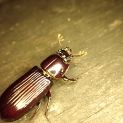 Aulacocyclus edentulus (Passalid beetle) at Cook, ACT - 11 Dec 2023 by CathB