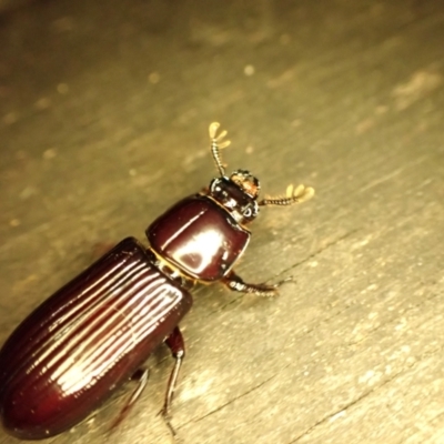 Aulacocyclus edentulus (Passalid beetle) at Cook, ACT - 11 Dec 2023 by CathB