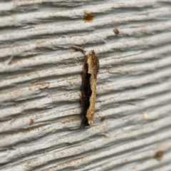Leptocroca sanguinolenta (A Concealer moth) at QPRC LGA - 4 Jan 2024 by Csteele4