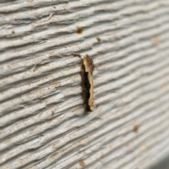 Leptocroca sanguinolenta at QPRC LGA - 4 Jan 2024