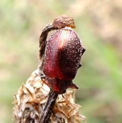 Edusella sp. (genus) (A leaf beetle) at Cook, ACT - 9 Dec 2023 by CathB