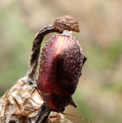 Edusella sp. (genus) at Mount Painter - 9 Dec 2023