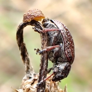 Edusella sp. (genus) at Mount Painter - 9 Dec 2023