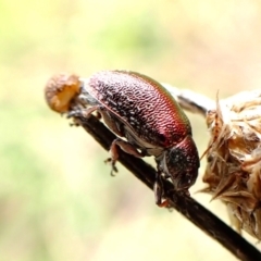 Edusella sp. (genus) at Mount Painter - 9 Dec 2023