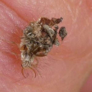 Chrysopidae (family) at QPRC LGA - suppressed