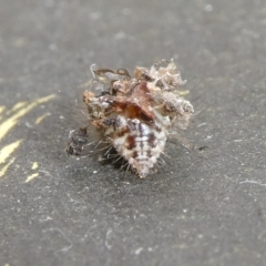 Chrysopidae (family) at QPRC LGA - 1 Jan 2024