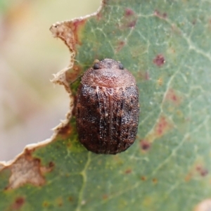 Trachymela sp. (genus) at Mount Painter - 20 Dec 2023