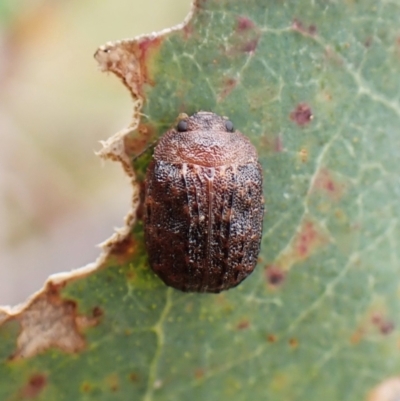Trachymela sp. (genus) (Brown button beetle) at Mount Painter - 20 Dec 2023 by CathB