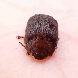 Trachymela sp. (genus) at Mount Painter - 20 Dec 2023