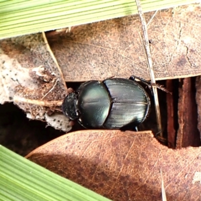 Onthophagus sp. (genus) (Dung beetle) at Cook, ACT - 26 Dec 2023 by CathB