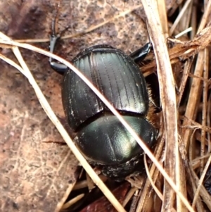 Onthophagus sp. (genus) at Mount Painter - 26 Dec 2023