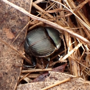 Onthophagus sp. (genus) at Mount Painter - 26 Dec 2023