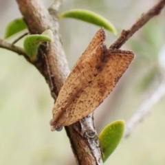 Meritastis ursina (A Tortricid moth) at Mount Painter - 26 Dec 2023 by CathB