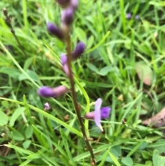 Glycine sp. at Tilba Lake Herbarium - 4 Jan 2024 by TilbaLakeHerbarium