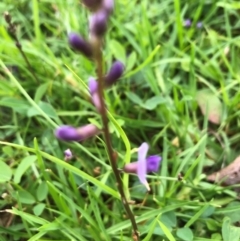 Glycine tabacina at Tilba Lake Herbarium - 4 Jan 2024 by TilbaLakeHerbarium