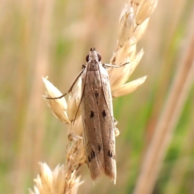 Phycitodes melanosticta (A Pyralid moth (Phycitinae) at Mount Painter - 2 Jan 2024 by CathB