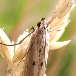 Gelechioidea (superfamily) at Mount Painter - 2 Jan 2024