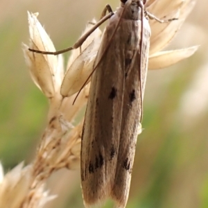 Gelechioidea (superfamily) at Mount Painter - 2 Jan 2024