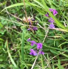 Glycine sp. at Central Tilba, NSW - 4 Jan 2024 by TilbaLakeHerbarium