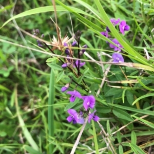 Glycine sp. at Tilba Lake Herbarium - 4 Jan 2024 12:23 PM