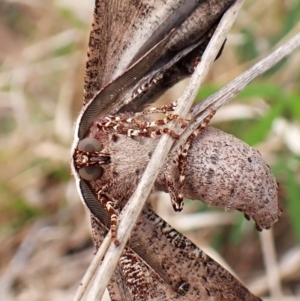 Circopetes obtusata at Mount Painter - 2 Jan 2024