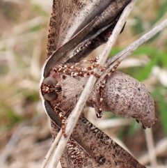 Circopetes obtusata (Grey Twisted Moth) at Mount Painter - 2 Jan 2024 by CathB