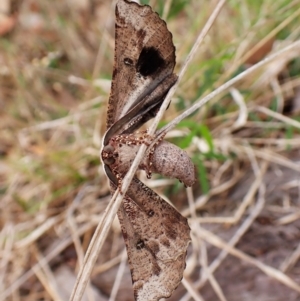 Circopetes obtusata at Mount Painter - 2 Jan 2024