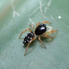 Salticidae (family) (Jumping spider) at Cook, ACT - 2 Jan 2024 by CathB
