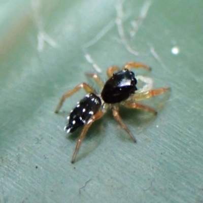 Unidentified Jumping or peacock spider (Salticidae) at Cook, ACT - 1 Jan 2024 by CathB