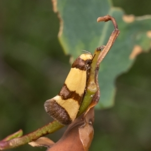 Chrysonoma fascialis at Bluetts Block (402, 403, 12, 11) - 3 Jan 2024